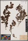 Foto von Salix aurita L.
